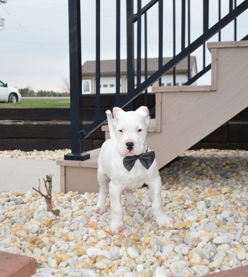 Two Top Class Dogo Argentino Puppies Available-E-mail-on ( paulhulk789@gmail.com ) Image eClassifieds4u