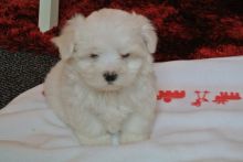 ++Adorable outstanding Maltese puppies++