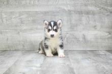 Absolutely Healthy, Cute and Super Lovely Pomsky Puppies