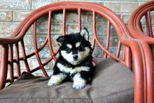 Absolutely Healthy, Cute and Super Lovely Pomsky Puppies