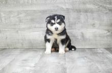 Absolutely Healthy, Cute and Super Lovely Pomsky Puppies