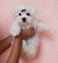 Adorable outstanding Maltese puppies