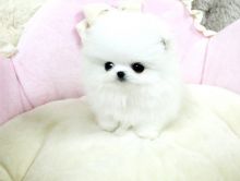 Amazingly stunning Teacup Pomeranian Puppies Available For New Homes