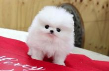 Amazingly stunning Teacup Pomeranian Puppies Available For New Homes