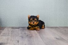 Angelic Teacup Yorkie Puppies In Need Of A New Family