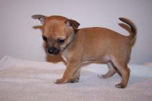 Chihuahua Puppy for sale (830) 507-3519