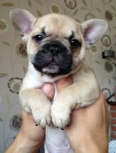 FANTASTIC FRENCH BULLDOG PUPPIES AVAILABLE FOR LOVING FAMILIES.