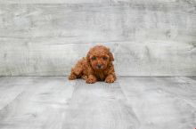 GORGEOUS TOY POODLE PUPPIES FOR GREAT HOMES