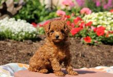 GORGEOUS TOY POODLE PUPPIES FOR GREAT HOMES