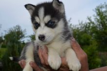 HOME RAISED MALE AND FEMALE SIBERIAN HUSKY PUPPIES FOR NEW HOMES