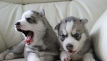 HOME RAISED MALE AND FEMALE SIBERIAN HUSKY PUPPIES FOR NEW HOMES