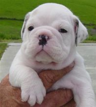 Super Cute English Bulldog Puppies For New Homes