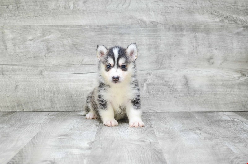 Absolutely Healthy, Cute and Super Lovely Pomsky Puppies Image eClassifieds4u