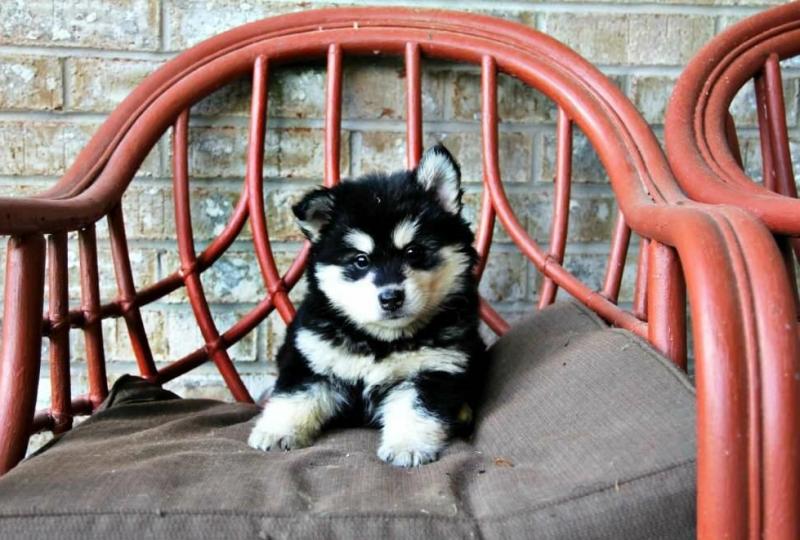 Absolutely Healthy, Cute and Super Lovely Pomsky Puppies Image eClassifieds4u