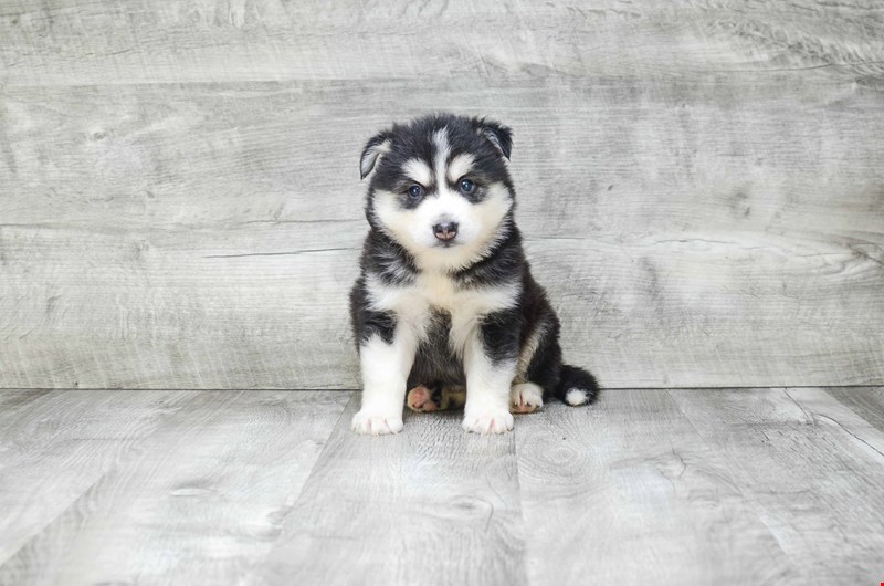 Absolutely Healthy, Cute and Super Lovely Pomsky Puppies Image eClassifieds4u
