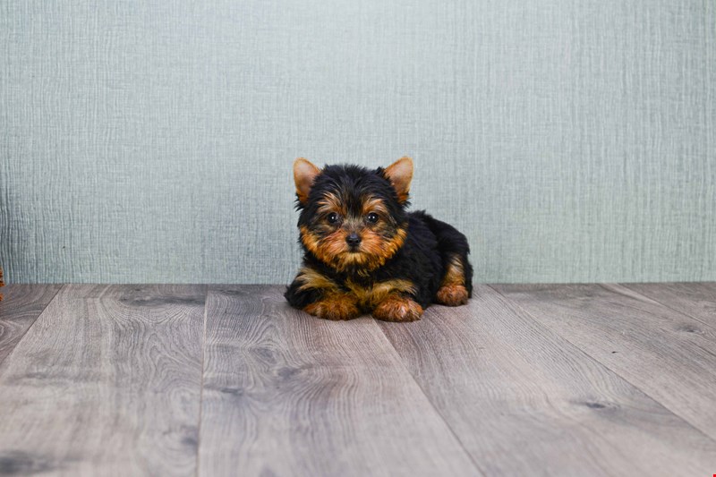 Angelic Teacup Yorkie Puppies In Need Of A New Family Image eClassifieds4u