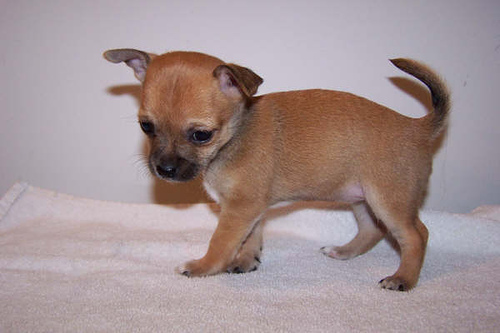 Chihuahua Puppy for sale (830) 507-3519 Image eClassifieds4u