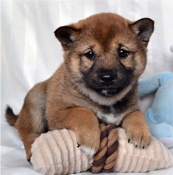 Cute Shiba Inu Puppies Seeking A New And Forever Home. Image eClassifieds4u