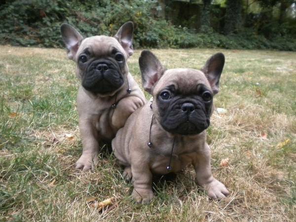 FANTASTIC FRENCH BULLDOG PUPPIES AVAILABLE FOR LOVING FAMILIES. Image eClassifieds4u
