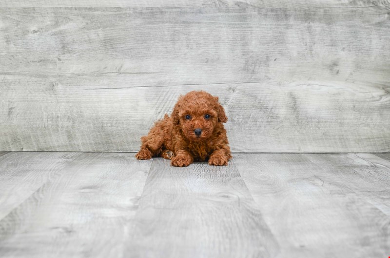 GORGEOUS TOY POODLE PUPPIES FOR GREAT HOMES Image eClassifieds4u