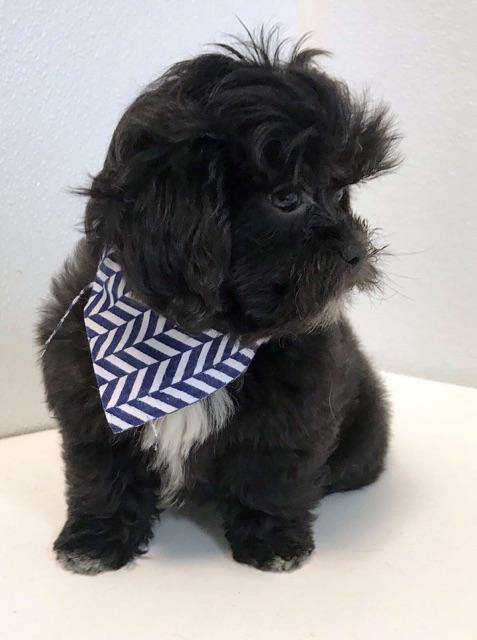 GORGEOUS TOY POODLE PUPPIES FOR GREAT HOMES Image eClassifieds4u