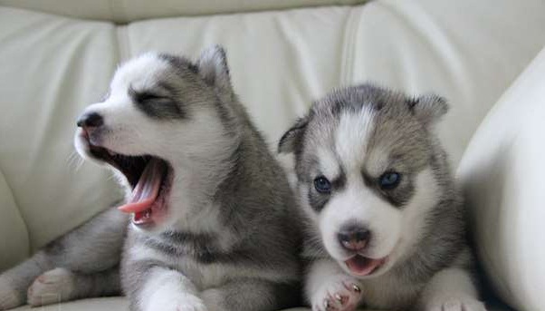 HOME RAISED MALE AND FEMALE SIBERIAN HUSKY PUPPIES FOR NEW HOMES Image eClassifieds4u