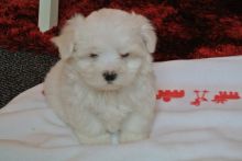 ++Adorable outstanding Maltese puppies++ Image eClassifieds4U