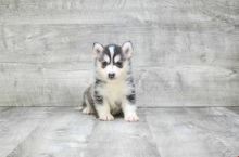 Absolutely Healthy, Cute and Super Lovely Pomsky Puppies Image eClassifieds4U