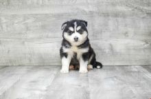 Absolutely Healthy, Cute and Super Lovely Pomsky Puppies Image eClassifieds4U