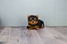 Angelic Teacup Yorkie Puppies In Need Of A New Family Image eClassifieds4U