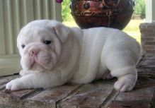 Super Cute English Bulldog Puppies For New Homes Image eClassifieds4U