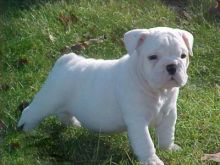 Super Cute English Bulldog Puppies For New Homes Image eClassifieds4U