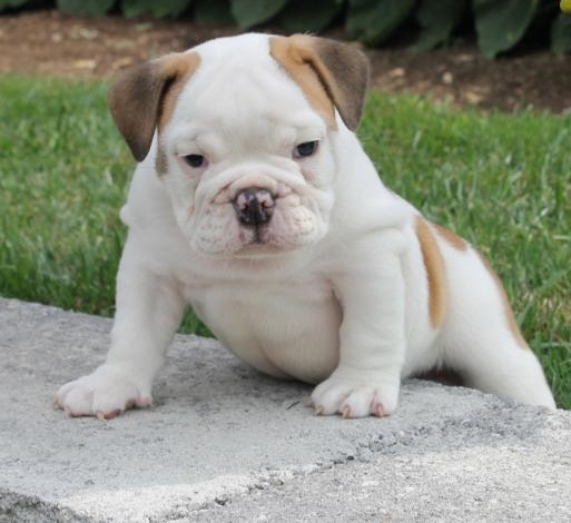 Super Cute English Bulldog Puppies For New Homes Image eClassifieds4u