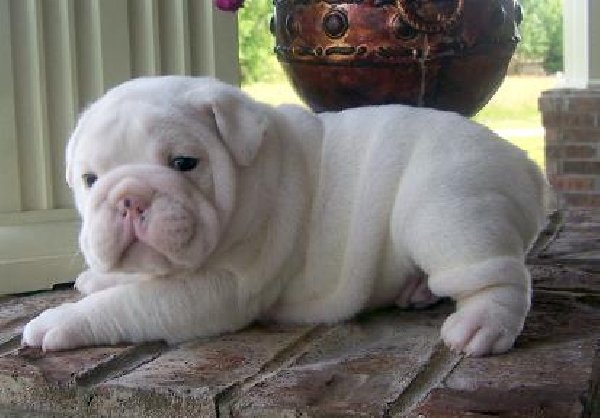Super Cute English Bulldog Puppies For New Homes Image eClassifieds4u