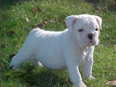 Super Cute English Bulldog Puppies For New Homes Image eClassifieds4u