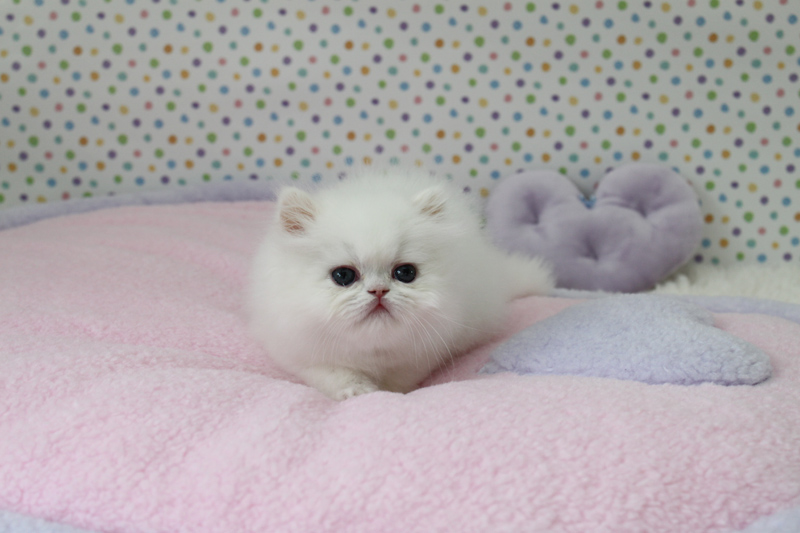 Gorgeous Blue Eye Persian Kittens Available Now-Text On ( 813-586-0441 ) Image eClassifieds4u