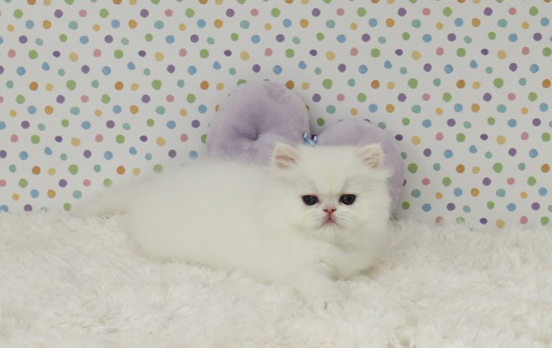 Healthy Blue Eye Persian Kittens Ready Now -Text On ( 813-586-0441 ) Image eClassifieds4u