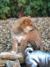 Amazing Japanese Shiba Inu Puppies Ready Now ( paulhulk789@gmail.com )