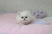 Gorgeous Blue Eye Persian Kittens Available Now-Text On ( 813-586-0441 )