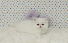 Healthy Blue Eye Persian Kittens Ready Now -Text On ( 813-586-0441 )