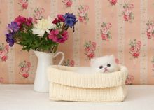 Absolutely Cute Blue Eye Persian Kittens Ready-Text On ( 813-586-0441 )