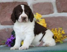 Absolutely English Springer Spaniel Pups Ready Now-E-mail-on ( paulhulk789@gmail.com )