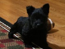 Affectionate CKC REG Scottish Terrier Puppies For Sale ( Email-on ( paulhulk789@gmail.com )