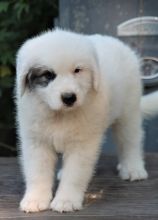 Affectionate Great Pyrenees Pups Ready and Available Now-E-mail-on ( paulhulk789@gmail.com )