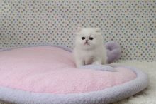 Amazing Blue Eyes Persian Kittens Ready Now -Text On ( 813-586-0441 )