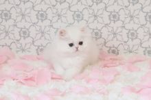 Beautiful Cfa Doll Face Persian Kittens For Good and Lovely Homes-Text On ( 813-586-0441 )