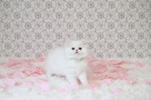 Beautiful White Blue Eye Persian Kittens For Sale-Text On ( 813-586-0441 )