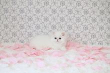CFA Pure Persian kittens Ready For Good and Lovely Homes-Text On ( 813-586-0441 )