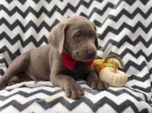 Chocolate Labrador Retriever Puppies Now Ready-E-mail-on ( paulhulk789@gmail.com )