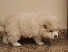 Chow Chow Puppies For Sale ( paulhulk789@gmail.com )